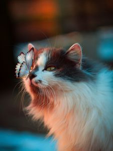 Preview wallpaper cat, butterfly, tenderness, fluffy