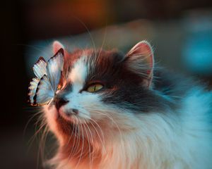 Preview wallpaper cat, butterfly, tenderness, fluffy