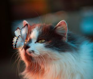 Preview wallpaper cat, butterfly, tenderness, fluffy