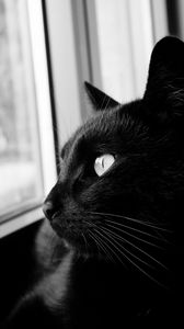 Preview wallpaper cat, bw, black cat, black, muzzle