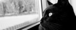 Preview wallpaper cat, bw, black cat, black, muzzle