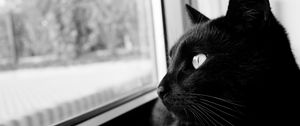 Preview wallpaper cat, bw, black cat, black, muzzle