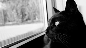 Preview wallpaper cat, bw, black cat, black, muzzle
