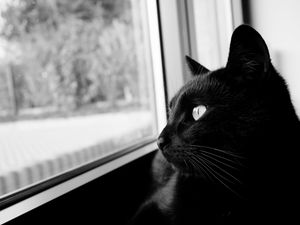 Preview wallpaper cat, bw, black cat, black, muzzle