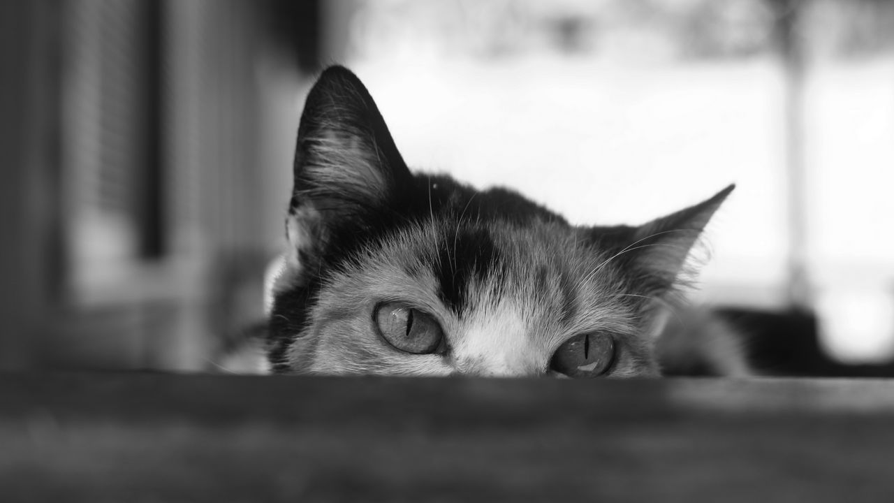 Wallpaper cat, bw, eyes, spy, ears