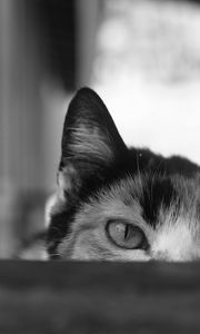 Preview wallpaper cat, bw, eyes, spy, ears