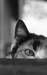 Preview wallpaper cat, bw, eyes, spy, ears