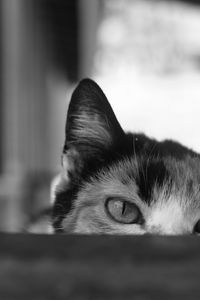 Preview wallpaper cat, bw, eyes, spy, ears