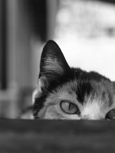 Preview wallpaper cat, bw, eyes, spy, ears