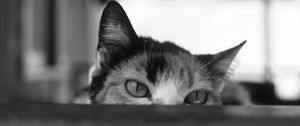 Preview wallpaper cat, bw, eyes, spy, ears