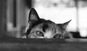 Preview wallpaper cat, bw, eyes, spy, ears