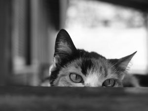 Preview wallpaper cat, bw, eyes, spy, ears