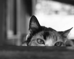 Preview wallpaper cat, bw, eyes, spy, ears