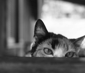 Preview wallpaper cat, bw, eyes, spy, ears