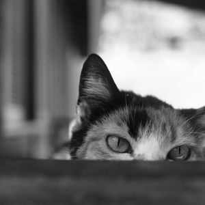 Preview wallpaper cat, bw, eyes, spy, ears