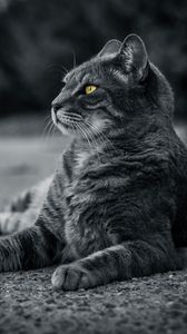 Preview wallpaper cat, bw, gray, lies