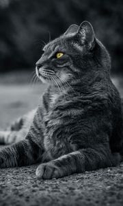 Preview wallpaper cat, bw, gray, lies