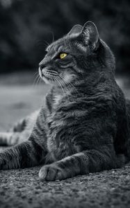 Preview wallpaper cat, bw, gray, lies