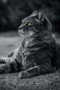 Preview wallpaper cat, bw, gray, lies