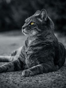 Preview wallpaper cat, bw, gray, lies