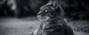 Preview wallpaper cat, bw, gray, lies