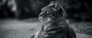 Preview wallpaper cat, bw, gray, lies