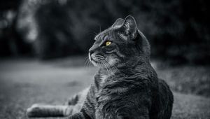 Preview wallpaper cat, bw, gray, lies