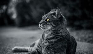 Preview wallpaper cat, bw, gray, lies