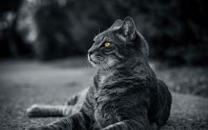 Preview wallpaper cat, bw, gray, lies