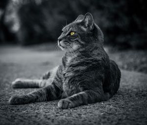 Preview wallpaper cat, bw, gray, lies