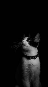 Preview wallpaper cat, bw, kitten, collar
