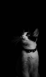 Preview wallpaper cat, bw, kitten, collar