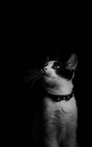 Preview wallpaper cat, bw, kitten, collar