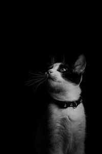 Preview wallpaper cat, bw, kitten, collar