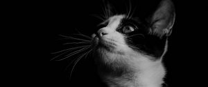 Preview wallpaper cat, bw, kitten, collar