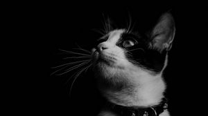 Preview wallpaper cat, bw, kitten, collar