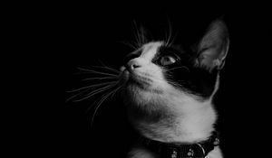Preview wallpaper cat, bw, kitten, collar