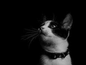 Preview wallpaper cat, bw, kitten, collar