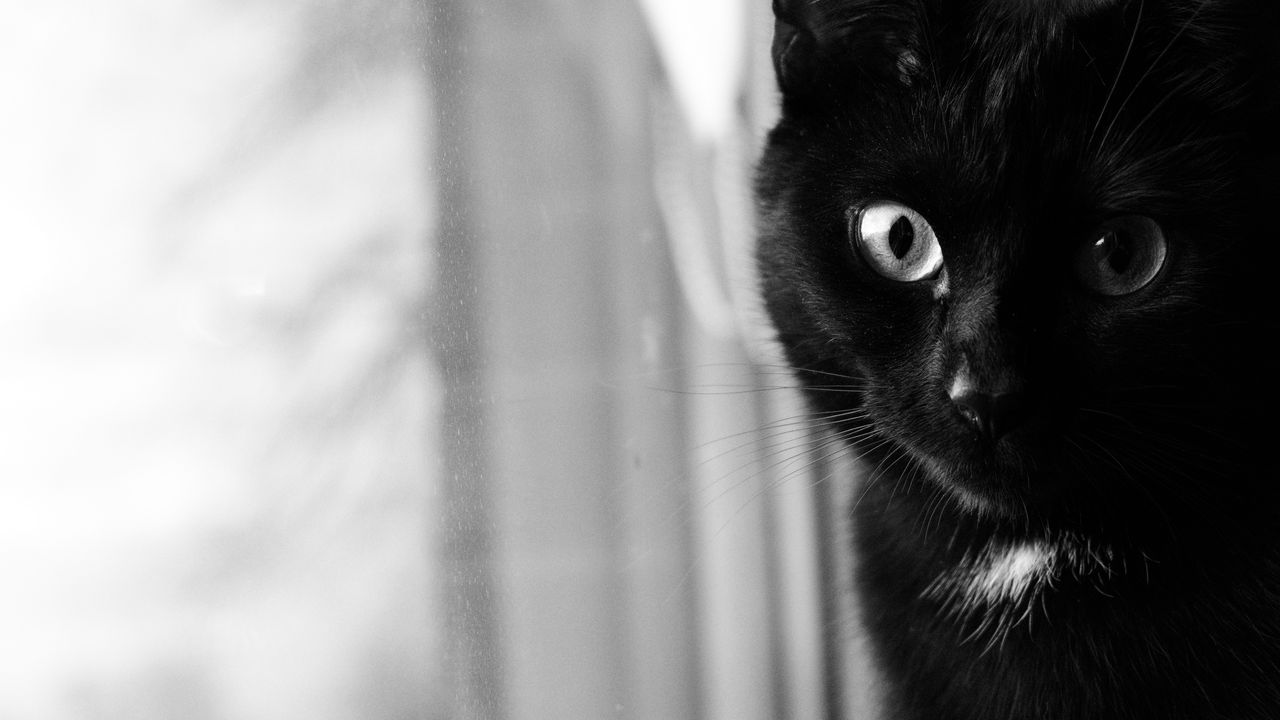 Wallpaper cat, bw, muzzle, black cat, eyes
