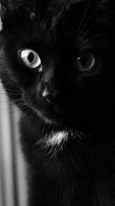 Preview wallpaper cat, bw, muzzle, black cat, eyes