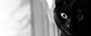 Preview wallpaper cat, bw, muzzle, black cat, eyes