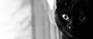 Preview wallpaper cat, bw, muzzle, black cat, eyes