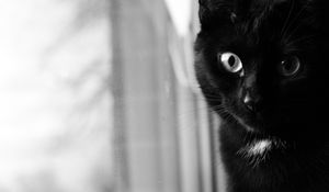 Preview wallpaper cat, bw, muzzle, black cat, eyes