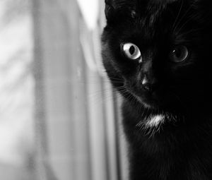 Preview wallpaper cat, bw, muzzle, black cat, eyes