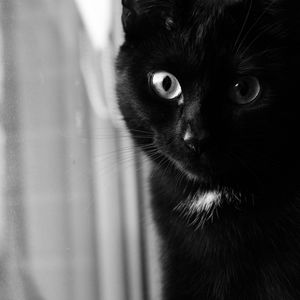 Preview wallpaper cat, bw, muzzle, black cat, eyes