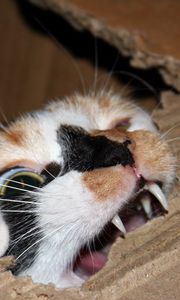 Preview wallpaper cat, cardboard, biting, teeth