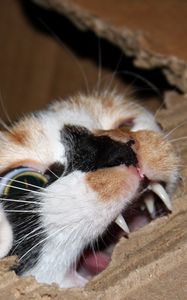 Preview wallpaper cat, cardboard, biting, teeth