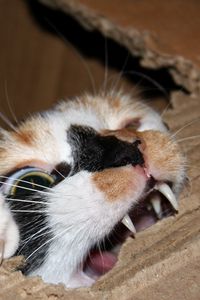 Preview wallpaper cat, cardboard, biting, teeth