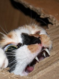 Preview wallpaper cat, cardboard, biting, teeth