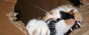 Preview wallpaper cat, cardboard, biting, teeth